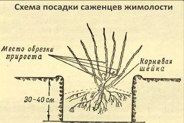 посадка жимолости Пушкинская