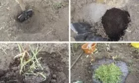 посадка жимолости Изюминка