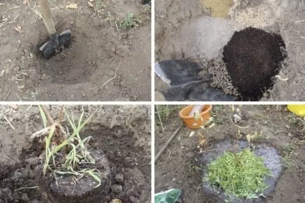 посадка жимолости Изюминка