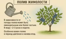 полив жимолости Изюминка