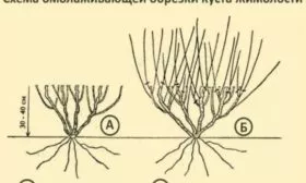 схема омолаживающей обрезки Изюминки