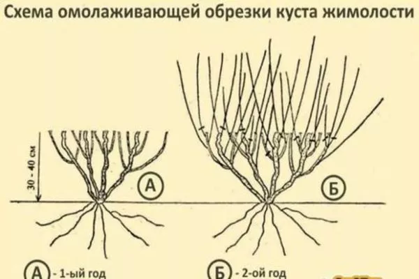 схема омолаживающей обрезки Изюминки
