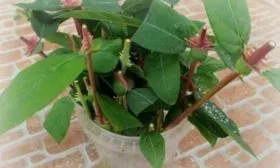 черенки жимолости Изюминка