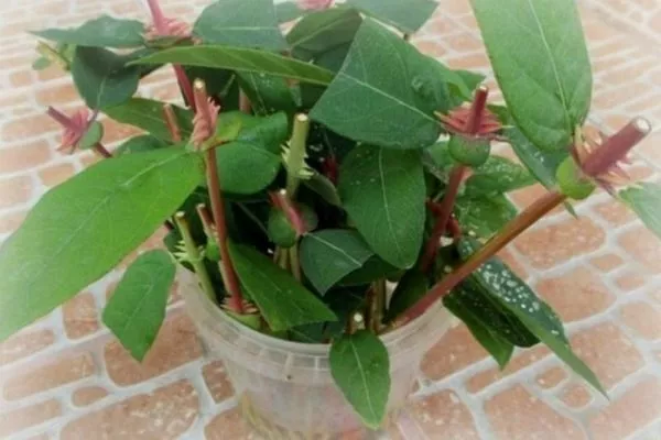 черенки жимолости Изюминка