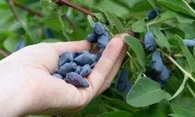 сбор урожая жимолости Изюминка