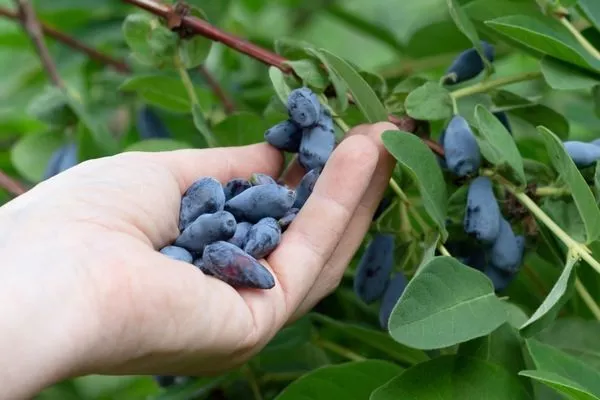 сбор урожая жимолости Изюминка