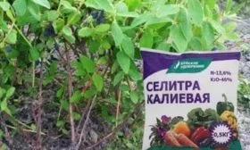 калийная подкормка для жимолости Изюминка
