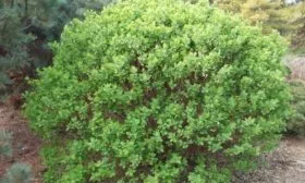 куст Изюминки