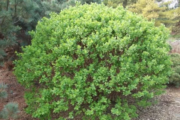 куст Изюминки