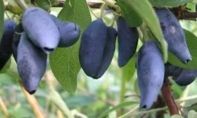 плоды Изюминки