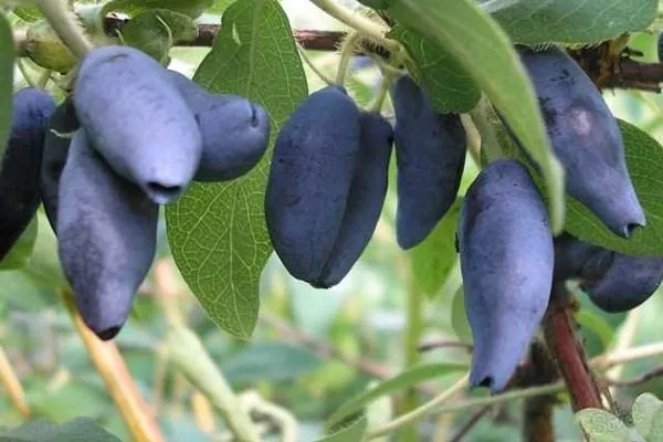 плоды Изюминки