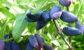 Изюминка, сорт жимолости