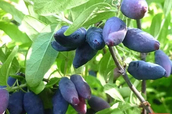 Изюминка, сорт жимолости