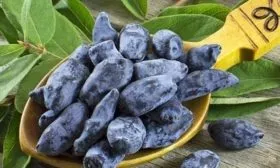 жимолость Изюминка - полезный десерт