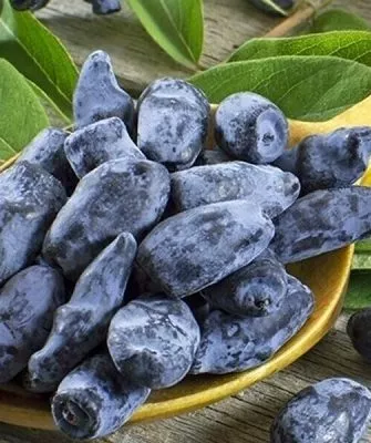 жимолость Изюминка - полезный десерт