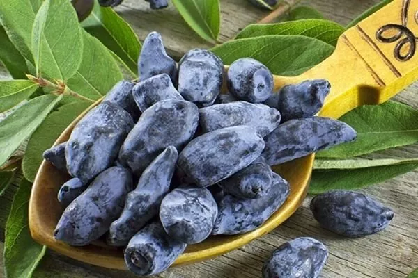 жимолость Изюминка - полезный десерт