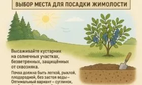 выбор места для выращивания Изюминки