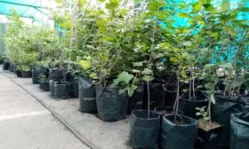 саженцы Изюминки с закрытыми корнями