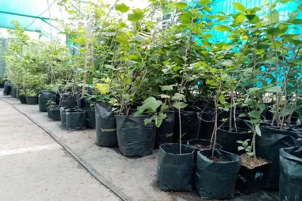 саженцы Изюминки с закрытыми корнями