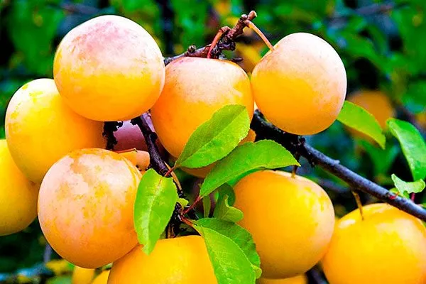 Жёлтая Хопты