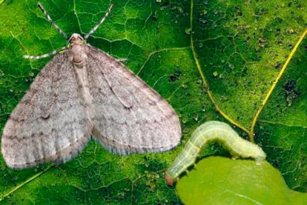 Зимняя пяденица Болезни вредители ирги7