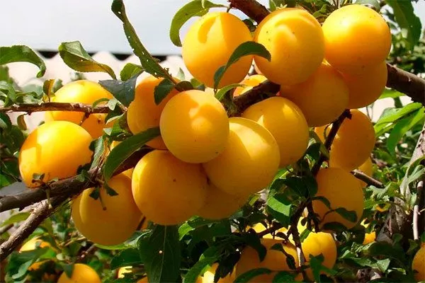 Злато скифов посадка алычи7