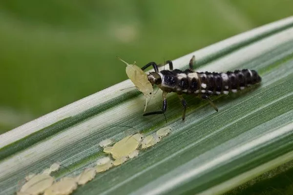 Златоглазки трипсы14