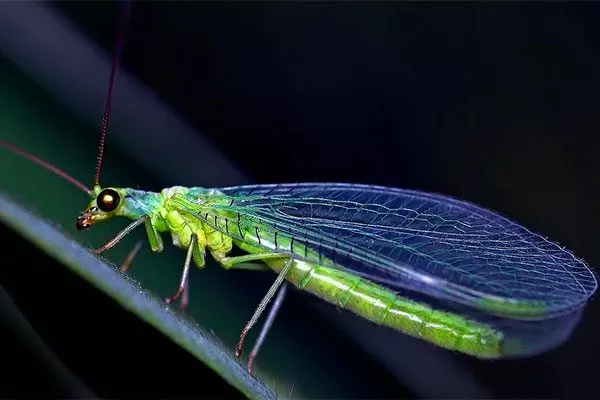 Златоглазку Тля на груше15