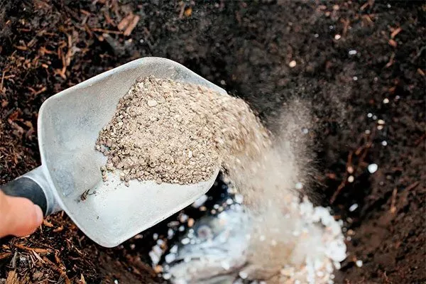 Зола для яблони14