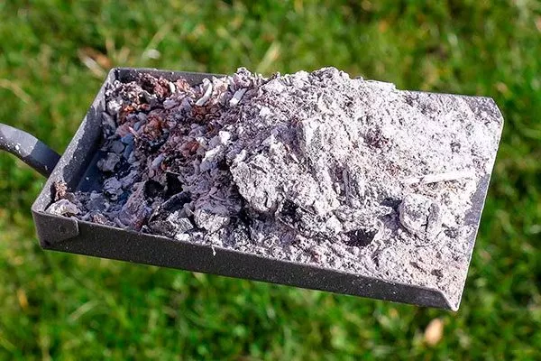 Зола Подкормка алычи16