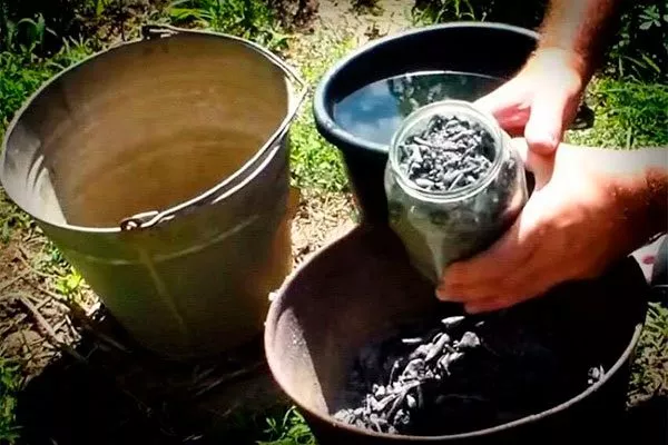 зольный настой Чем подкормить хурму2