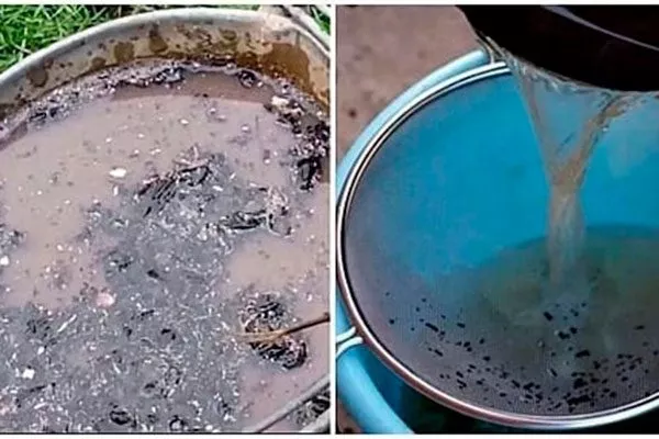 Зольный настой как удобрять пеларгонию15