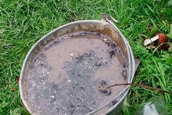 Зольный настой Тля на груше16