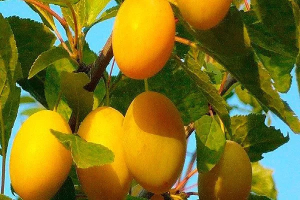 Золотая капля