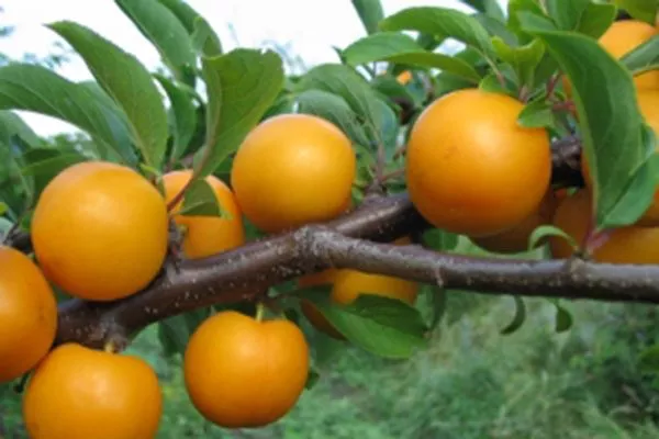 Золотая осень размножение алычи10