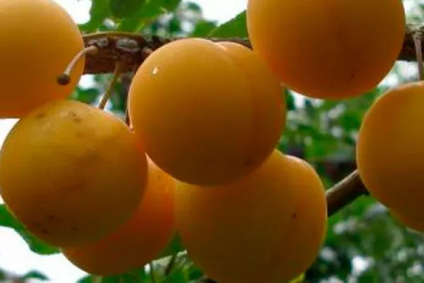 золотая осень1 посадка алычи8