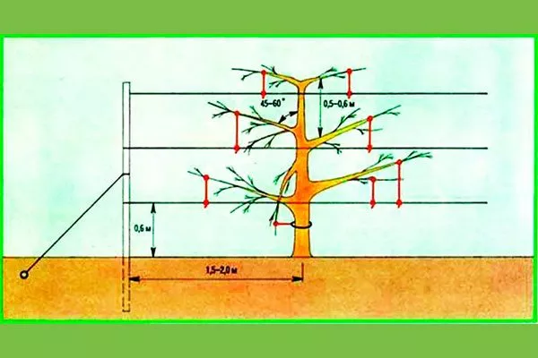 Яблоня на шпалере1
