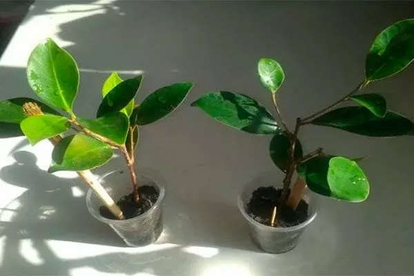 17966 фикус ретуза1