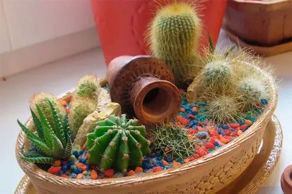 2 Мини кактусы1