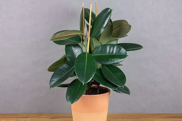 Абиджан Самые необычные1