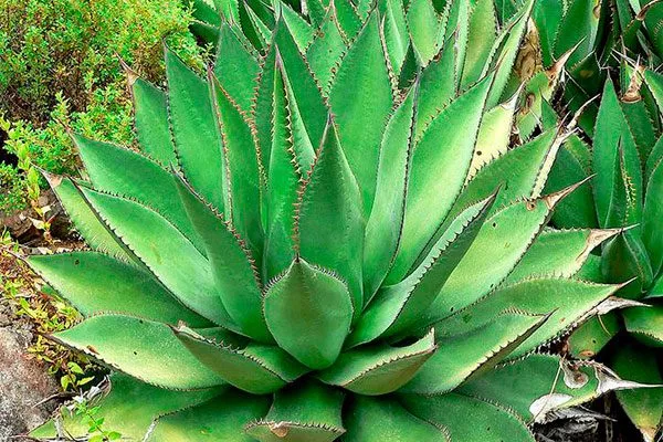 Агава совмещать с кактусами1