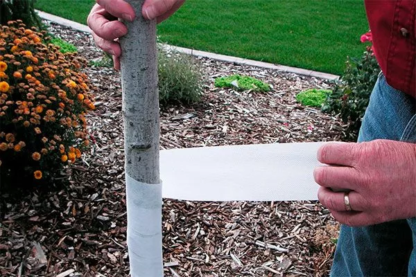 Агроволокно (спанбонд) Зимовка яблони2