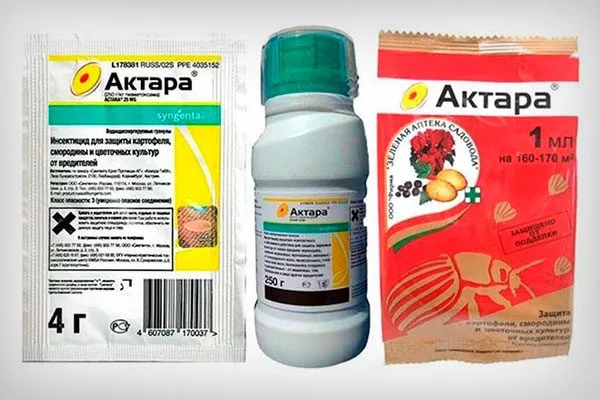 Актарой укрыть пионы перед зимовкой2