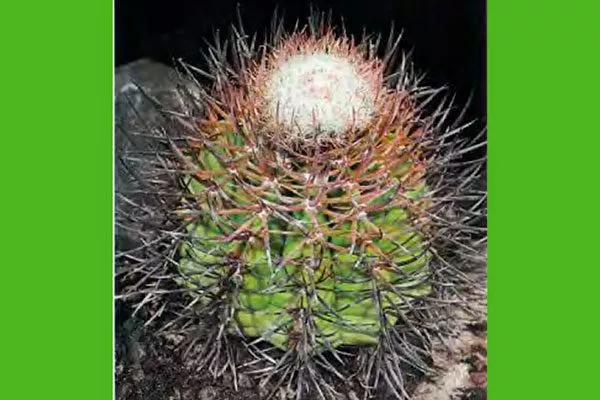 Акуньи (Melocactus Acunae) Виды мелокактусов2