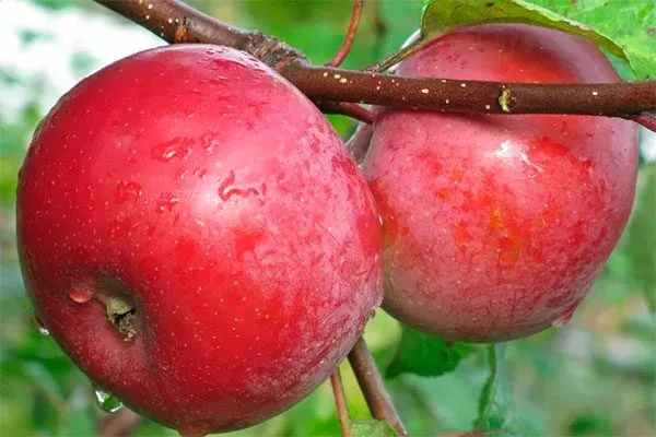 Алеся Посадка яблони1