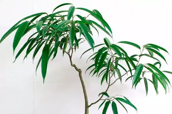 Али Самые необычные2