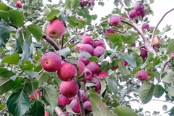 Анис пурпуровый Посадка яблони2