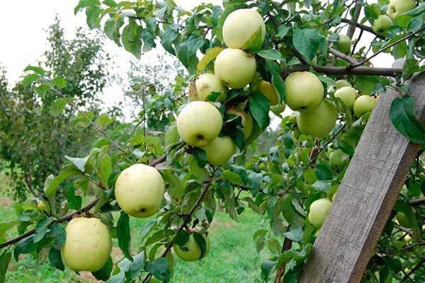 Антоновка Опыление яблони1