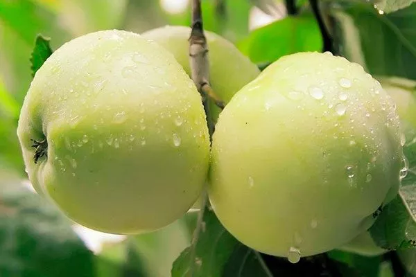 Антоновка222 сорта яблони13