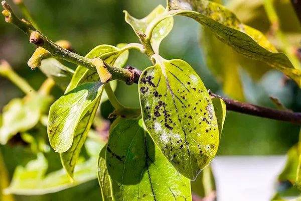 Антракноз Ошибки выращивания2